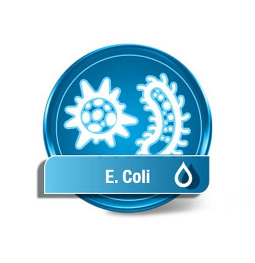 E.coli